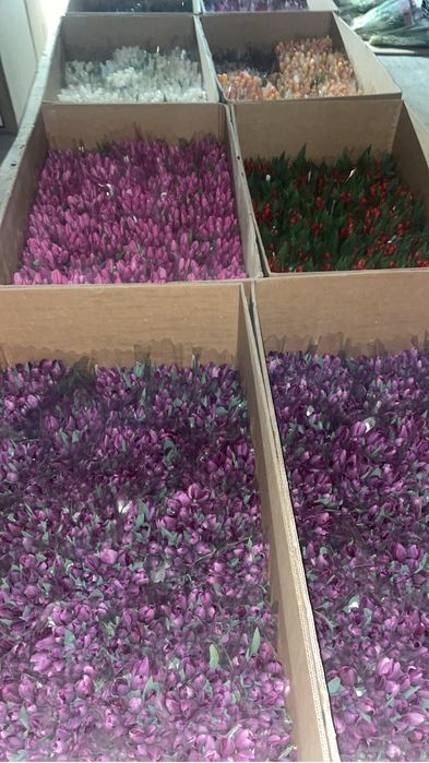 Самые крупные Тюльпаны