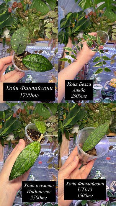 Суккуленты. Комнатные растения