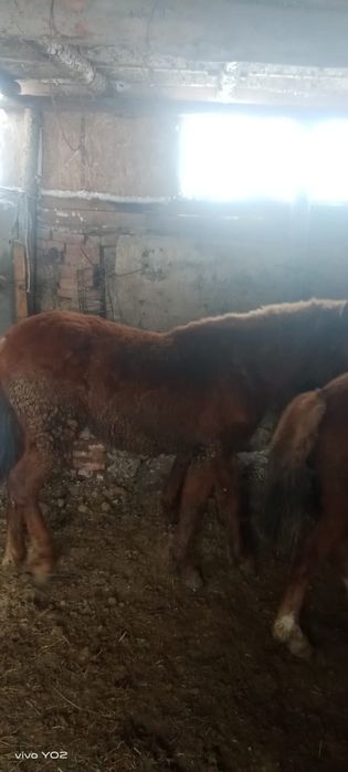 Тайлар молодняк с откорома