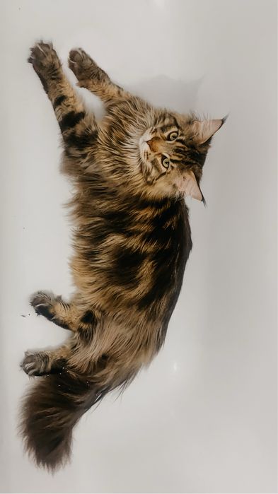 Кот Мейн кун. Очень добрый, ласковый