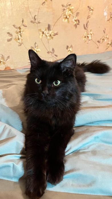 Котик ищет семью