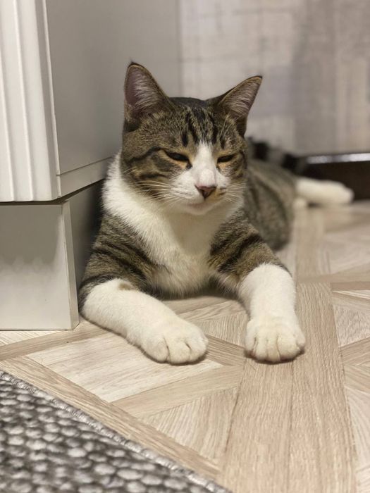 Кот Стёпа 1,5 года