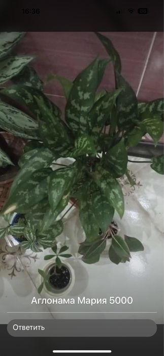 Домашние цветы / По хорошей цене