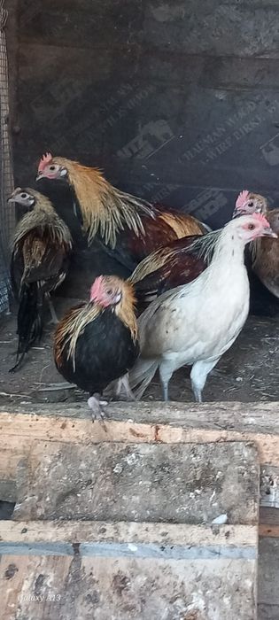 Pasari de vanzare