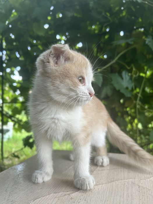 кошечка ищет новый дом!