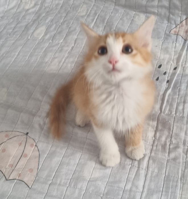 Retro yulduzlar erotikasi