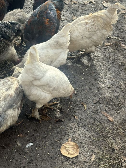 Продам кур молодых