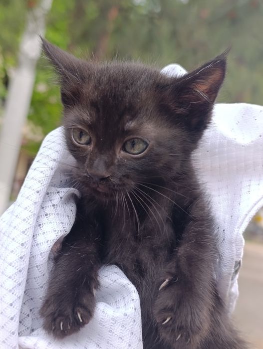 В самые добрые руки