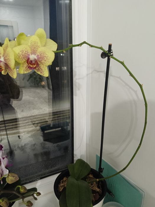 Орхидея 6500 тенге