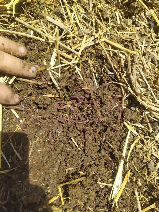 Калифорния кизил ёмгир чувалчанги