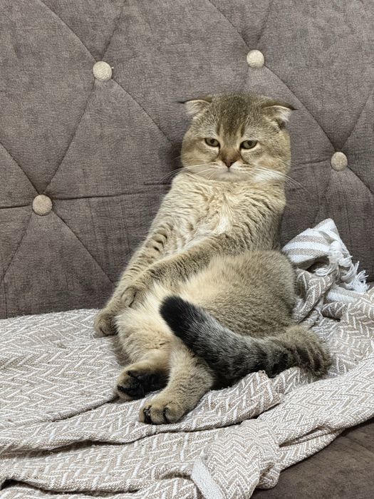 Вязка золотой шиншилла