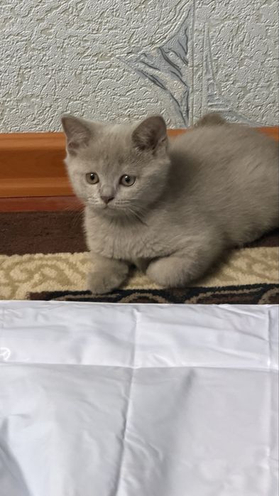 Продается Котенок лилового окраса !