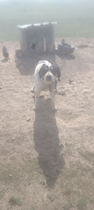 Продаются щенки алабай