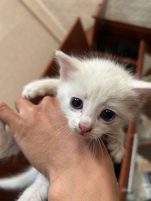 Отдам котенка в хорошие руки