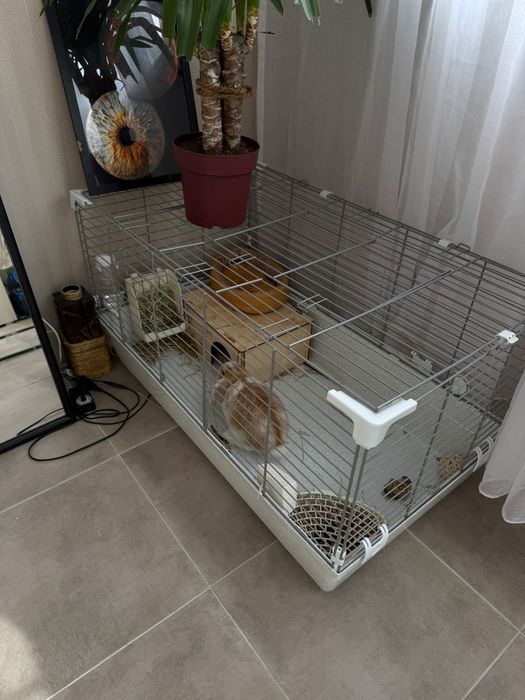 Декоративный кролик