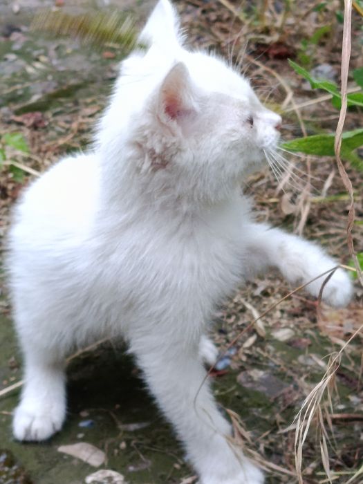 Котик маленький игривый