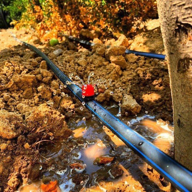 Kapelniy lenta 250 som metiri