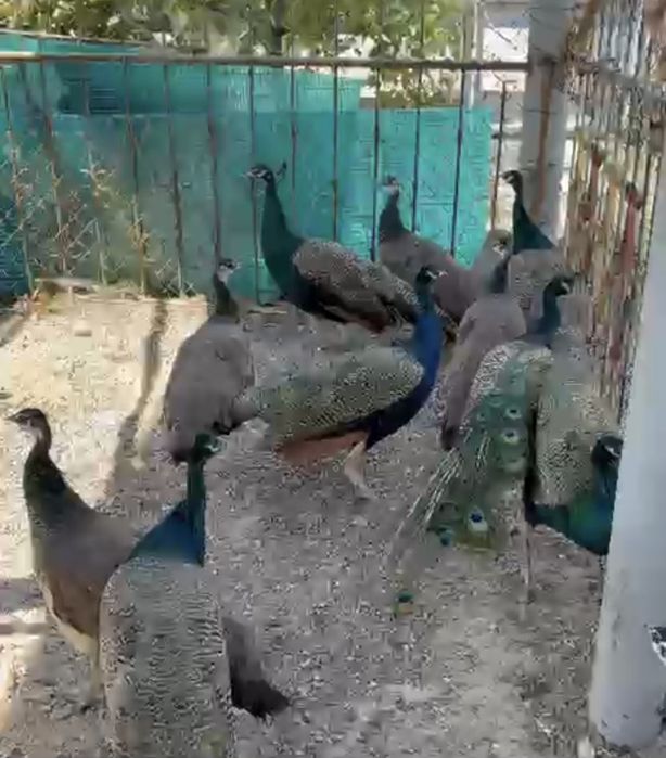 Продам павлины .