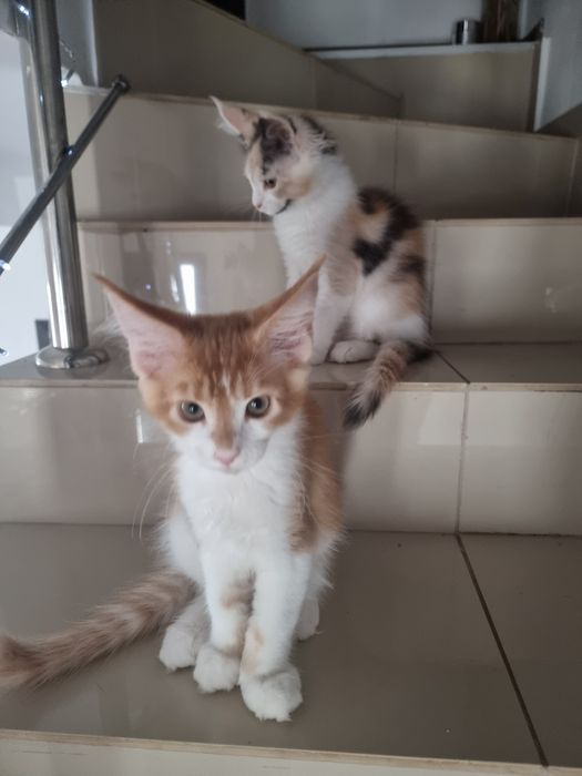 Pui rasa Main coon
