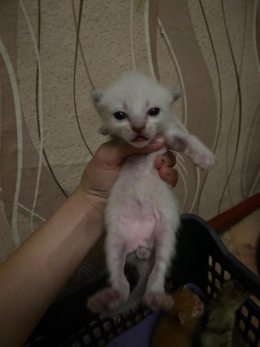 Отдаем котят в добрые руки