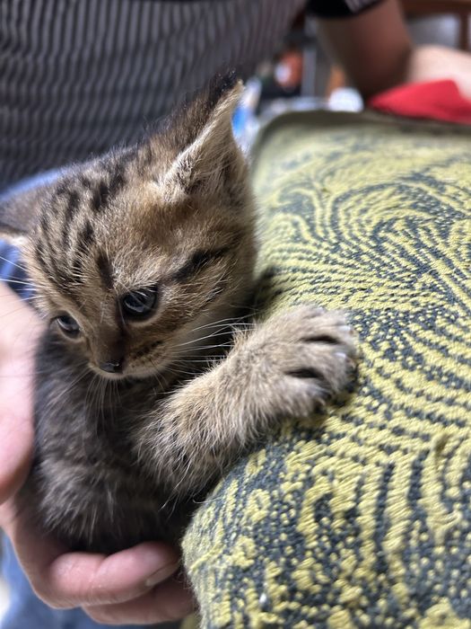 Отдам котят в добрые руки
