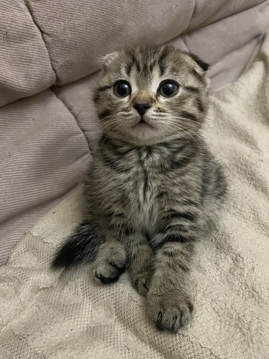 Котята шотландские вислоухие