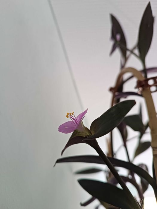 Традесканция - Пурпурно сърце на намалена цена -40лв., само за 50!!!