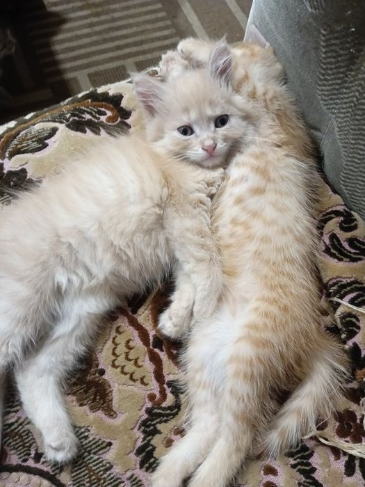 В добрые руки котята