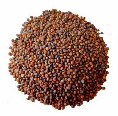 Семена зеленого салата Рукколы