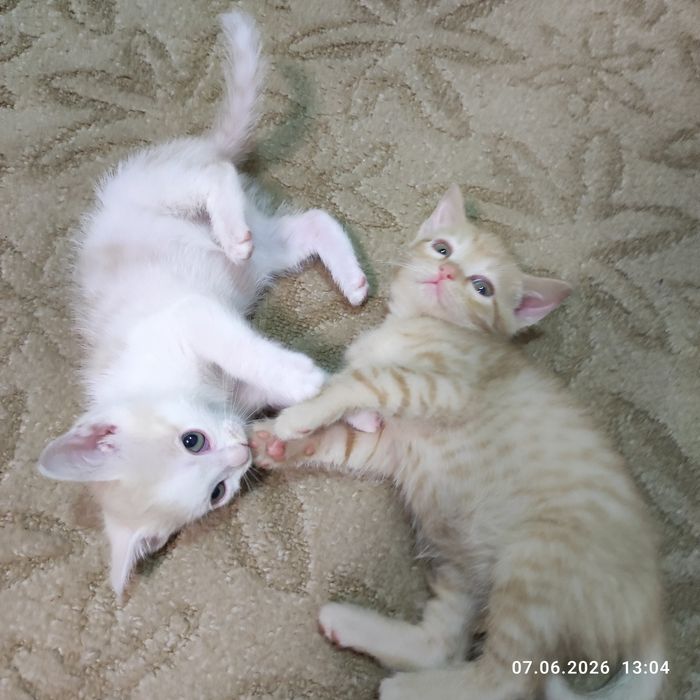 Котёнок- радость в доме