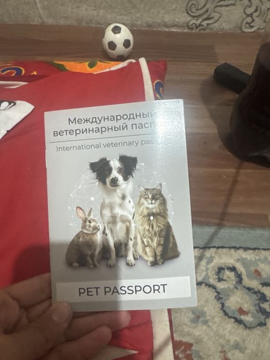 Продам хаски 3месяц