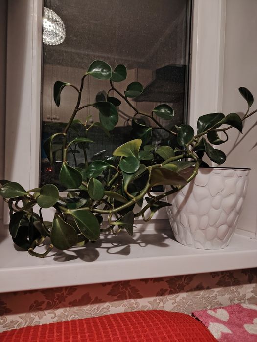 Продам комнатный цветок.