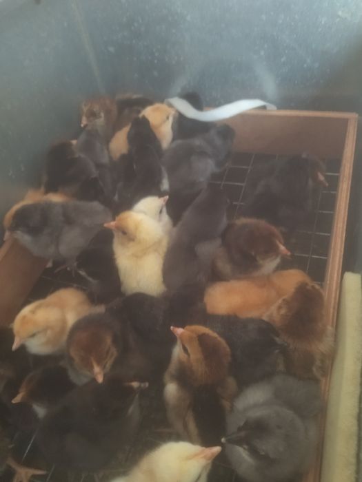 Цыплята  Балапан