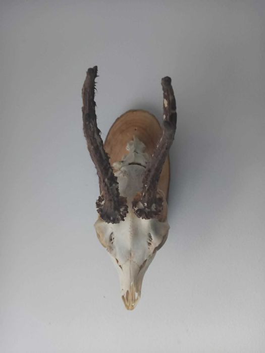 trofeu-trofee-craniu-cranii-coarne de caprior articulat cu panoplie