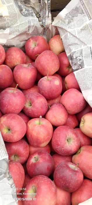 Продам яблоки местные