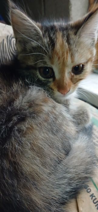 Отдам котенка 2.5мечяц