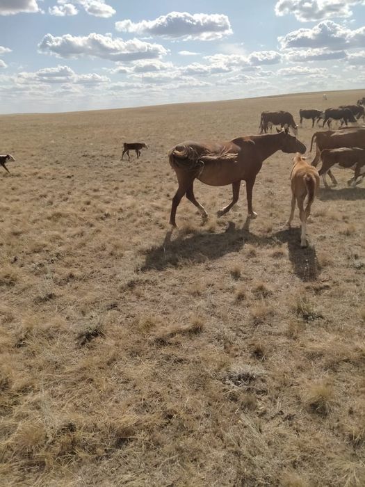 Томскідегі секс және эротикалық массаж
