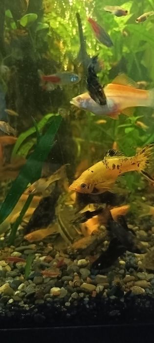Acvariu complet cu  filtru.