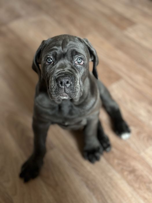 Щенки кане корсо