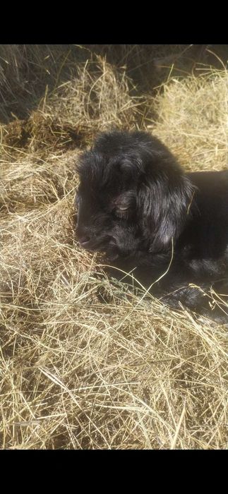 Продам козу с козленком