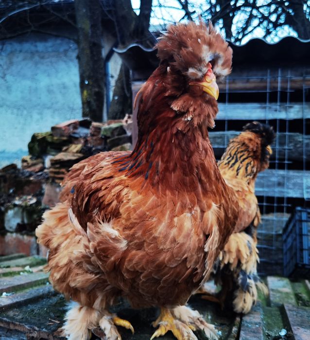 Vând ouă de la găini moțate încălțate și cu barbă