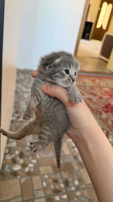 Отдам котят в добрые руки