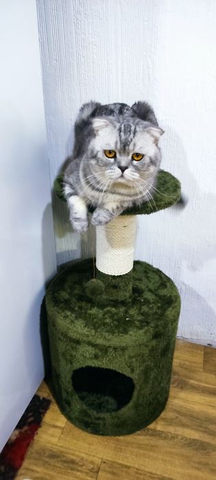 Сотилмиди! Хич кимга берворилмиди! На вязку скоттиш-фолд