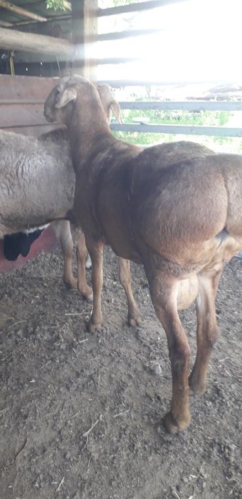 Продам кошкара двухлетний гиссар