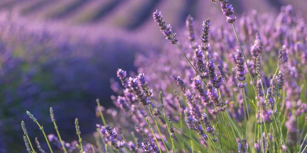 Lavanda matura(Anul 4)–tufa premium ghiveci 5L–bordura/terasă de vis