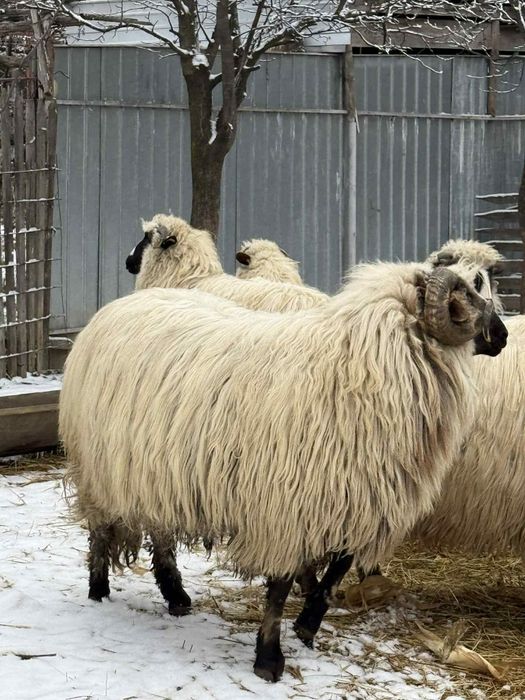 Berbec de 3 ani,face produși foarte buni