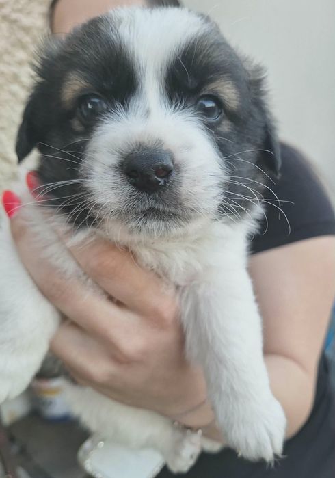 Подарявам кученца!