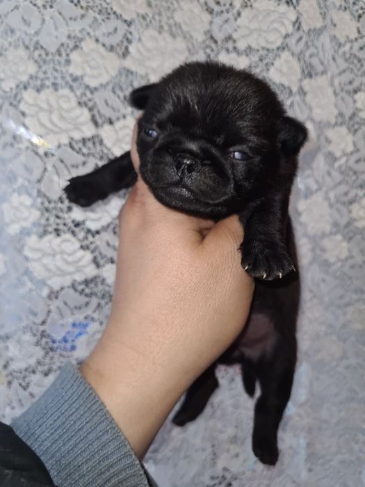 Продам щенков мопса.