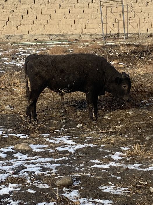 бұқалар сатылады