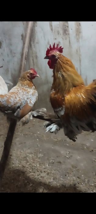 Schimb doi cocoșei mii de flori pe o găinuță frumoasă
